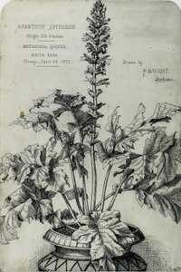 Acanthus Spinosus, Presentatietekeningen