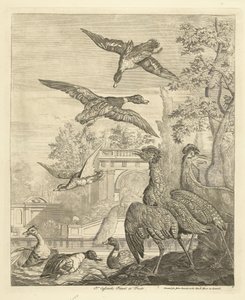 Eenden en reigers bij een vogelvijver door Peter Casteels (III)