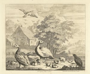 Ganzen met kuikentjes bij een beek Verschillende vogels