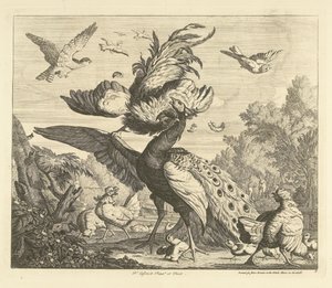 Haan valt een pauw aan door Peter Casteels (III)