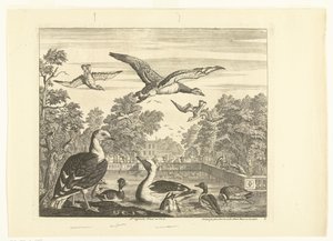 Mantelmeeuwen en eenden in een vogelvijver Verschillende vogels (serie) door Peter Casteels (III)