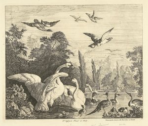 Zwanen en eenden in een vogelvijver Verschillende vogels door Peter Casteels (III)