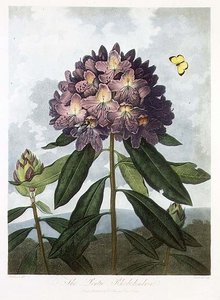 De Pontische Rhododendron, gegraveerd door Caldwell, uit 