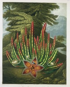 De Maggot-Bearing Stapelia, gegraveerd door Stadler, uit 