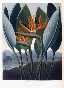 De koningin, 1796-1807