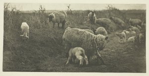 Een maartse pastorale (Suffolk) door Peter Henry Emerson