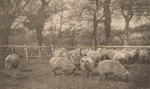  door Peter Henry Emerson