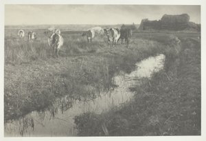 Vee op de moerassen door Peter Henry Emerson