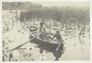 Waterlelies verzamelen