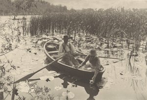 Waterlelies verzamelen