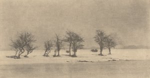 Knoestige doornbomen, ca. 1890, gedrukt ca. 1895 door Peter Henry Emerson