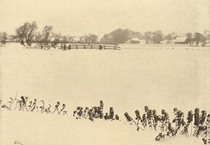 Moeraskruid,in of voor 1895 (foto) door Peter Henry Emerson