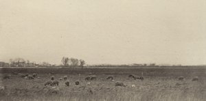 Moerassen bij de Noordzee