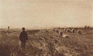 De Moerassen in Juni