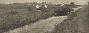 De oogst van het zeggegras