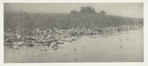 Waterlelies door Peter Henry Emerson