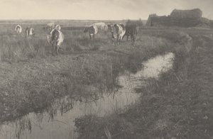 Vee op de Moerassen door Peter Henry Emerson and T.F. Goodall