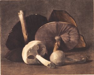 Witte champignon