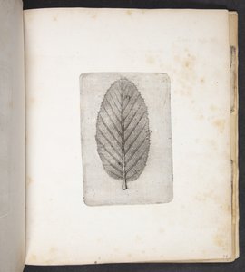 Afdruk van blad