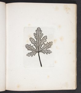 Afdruk van blad