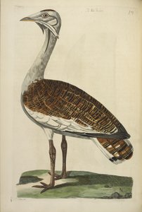 De mannelijke trap, illustratie uit 