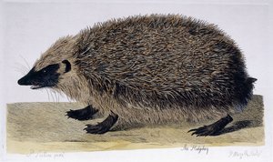 De egel, 1761-1766 door Peter Paillou