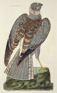 De Blauwe Kiekendief (Circus cyaneus) plaat uit 