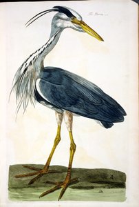 De Reiger (Ardea cinerea) plaat uit 