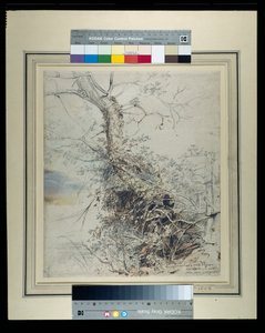Een stervende boom, zijn stam bedekt met bramen, naast een hek, ca. 1618-20