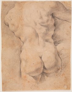 Mannelijke torso van achteren gezien