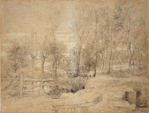 Boslandschap