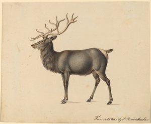 Europese eland door Peter Rindisbacher