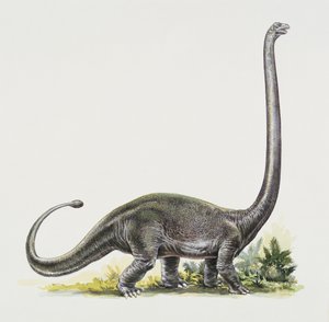Zijprofiel van een omeisaurus
(foto)