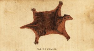 Filipijnse vliegende lemur, Cynocephalus volans, 1800 (gravure)