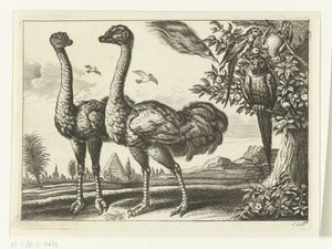 Twee struisvogels door Peter van Liesebetten