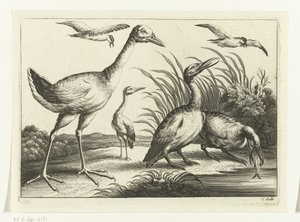 Watervogels