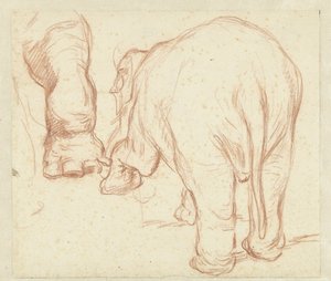 Staande olifant, van achteren, en een poot door Petrus Camper