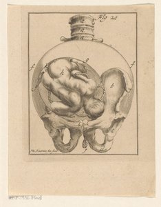 Foetus in baarmoeder door Philibert Bouttats (II)