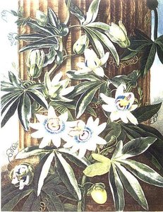 De blauwe passiebloem, gegraveerd door Caldwell, uit 