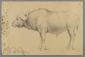 Waterbuffel door Philip H. Wolfrom