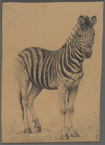 Zebra door Philip H. Wolfrom