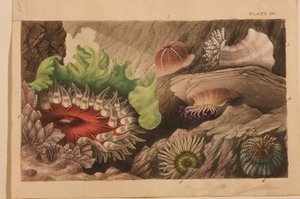 Plaat IV, studie voor 
