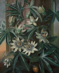 De Blauwe Passiebloem, voor Robert John Thornton