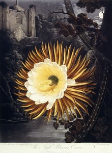 De Nachtbloeiende Cereus, 1800 door Philip Reinagle
