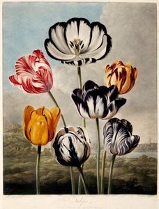 Tulpen, 1798