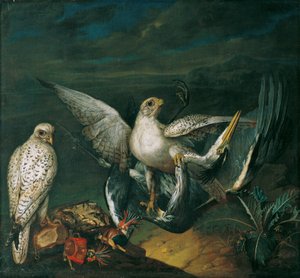 Witte jachtvalken met een reiger