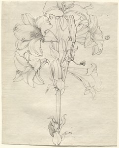 Een Stengel Lelies met Zes Bloemen door Philipp Otto Runge