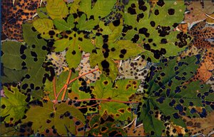 Acer pseudoplatanus: Esdoorn aangevallen door de zwarte schimmel Rhytisma acerinum, 1907-09 door Philippe Robert
