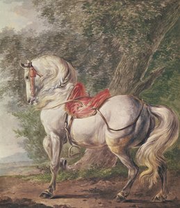 Een wit paard