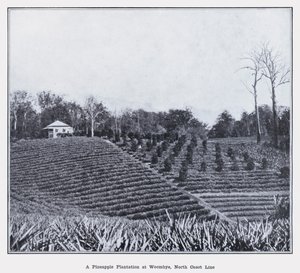 Een Ananasplantage in Woombye, North Coast Line